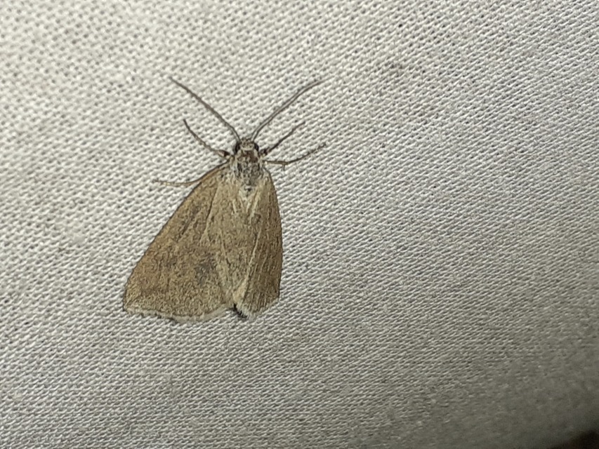 Lithostege griseata - szürke araszoló