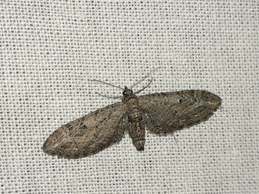 Eupithecia ochridata - mezeiüröm-törpearaszoló