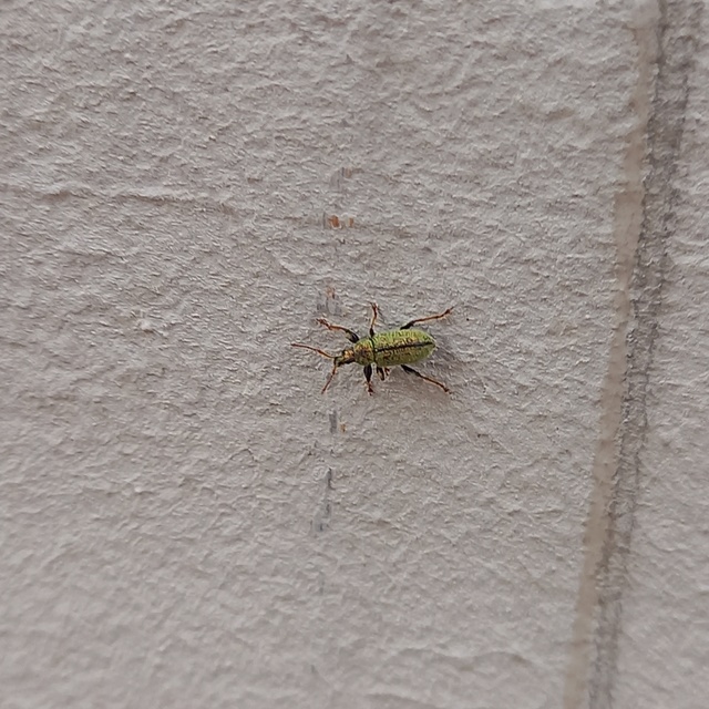 Phyllobius betulinus - változékony levélormányos