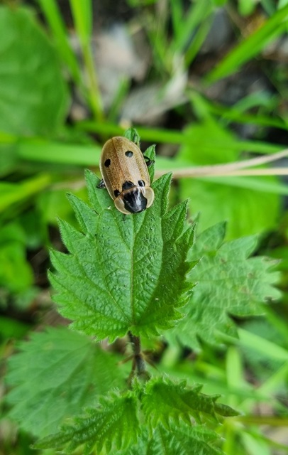 Dendroxena quadrimaculata - négypettyes dögbogár