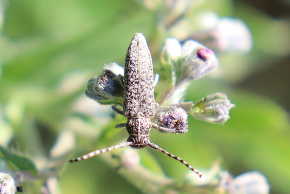 Pilemia tigrina - atracélcincér