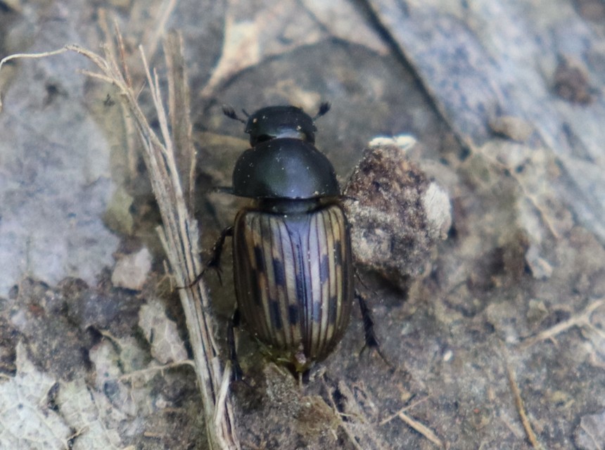 Aphodius luridus - tarka trágyabogár