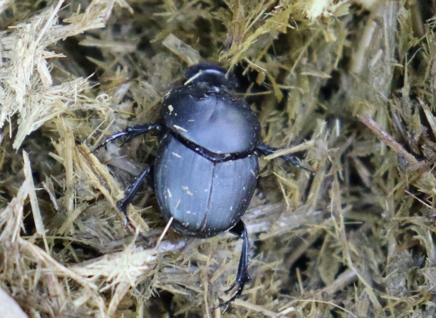 Euonthophagus amyntas alces - egyléces trágyatúró