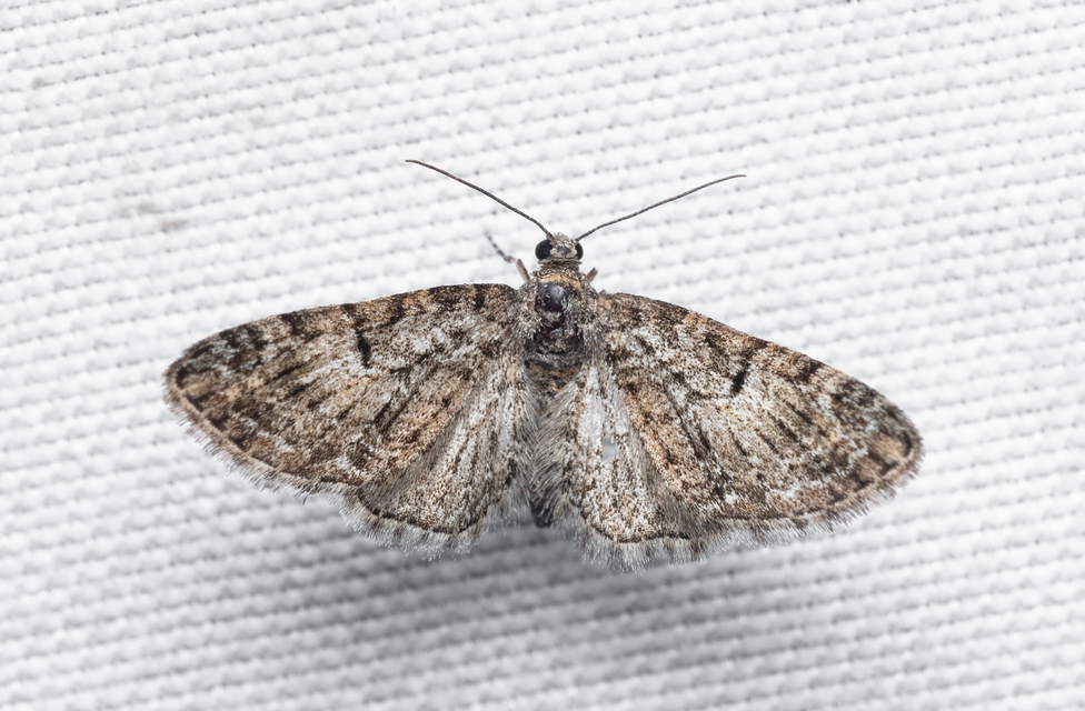 Eupithecia dodoneata - tölgy-törpearaszoló