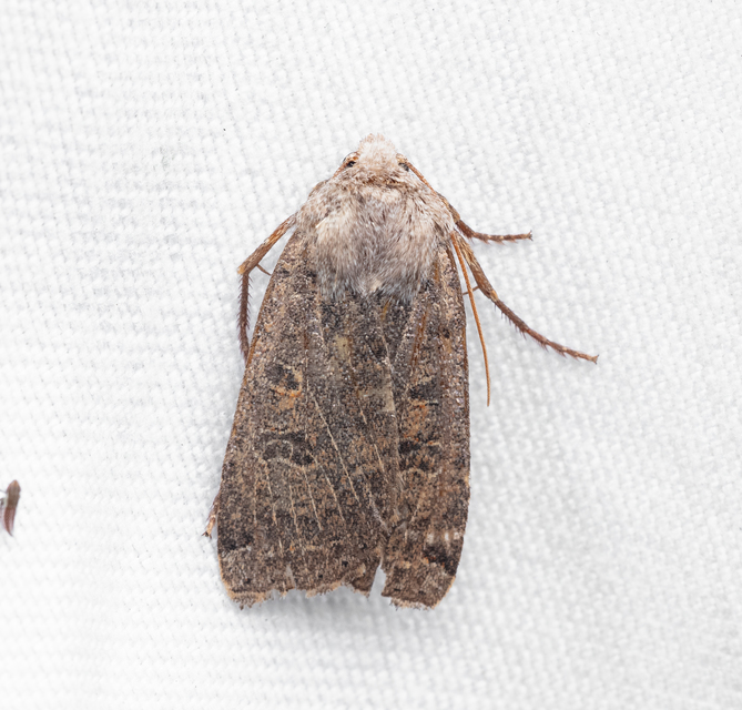 Conistra veronicae - veronika-őszibagoly