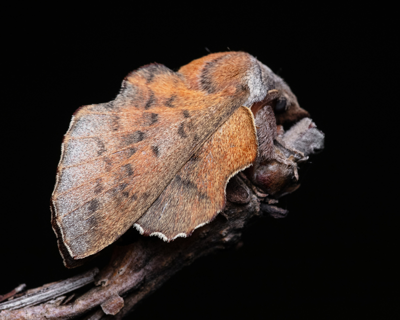 Phyllodesma tremulifolia - nyárlevélpohók