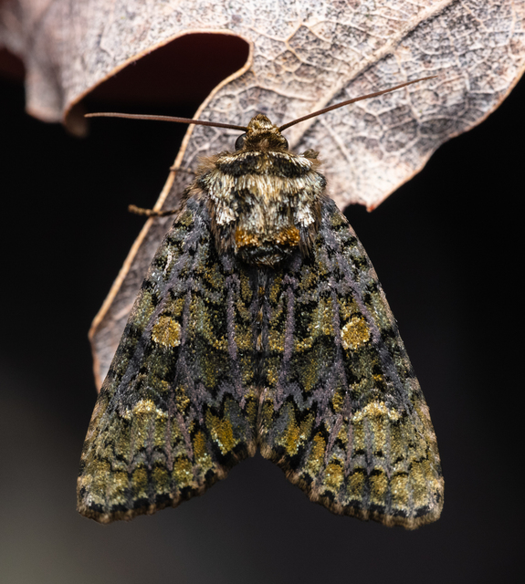 Craniophora ligustri - fagyalbagoly