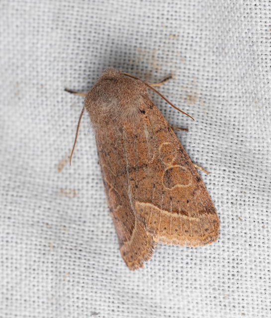 Orthosia cerasi - közepes barkabagoly