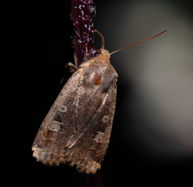 Conistra erythrocephala - vörösfejű őszibagoly