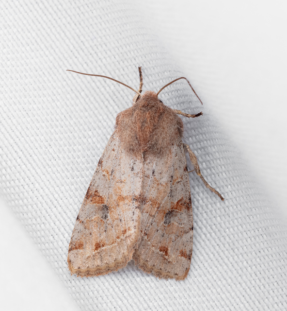 Orthosia incerta - változékony barkabagoly