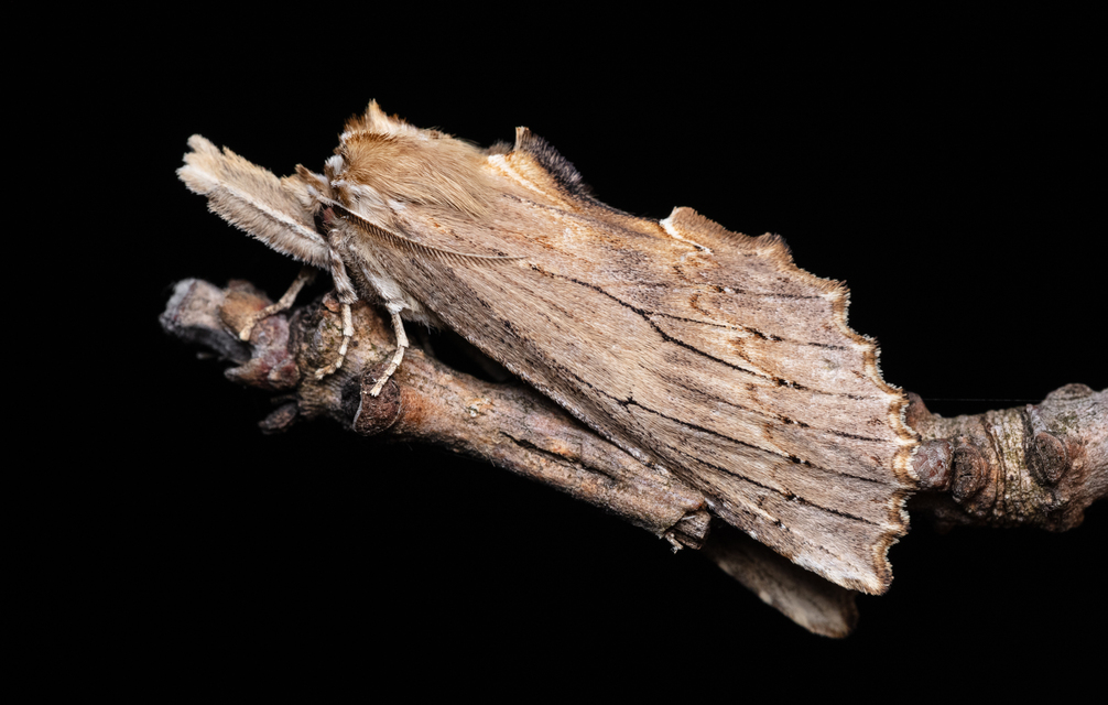 Pterostoma palpina - csőrös púposszövő