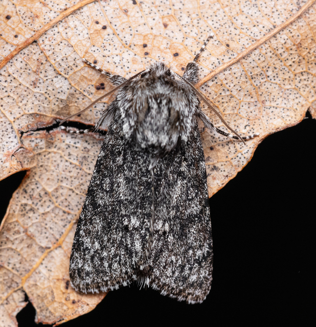 Acronicta euphorbiae - kutyatej-szigonyosbagoly