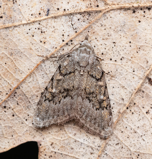 Nola cicatricalis - szürke pamacsosszövő