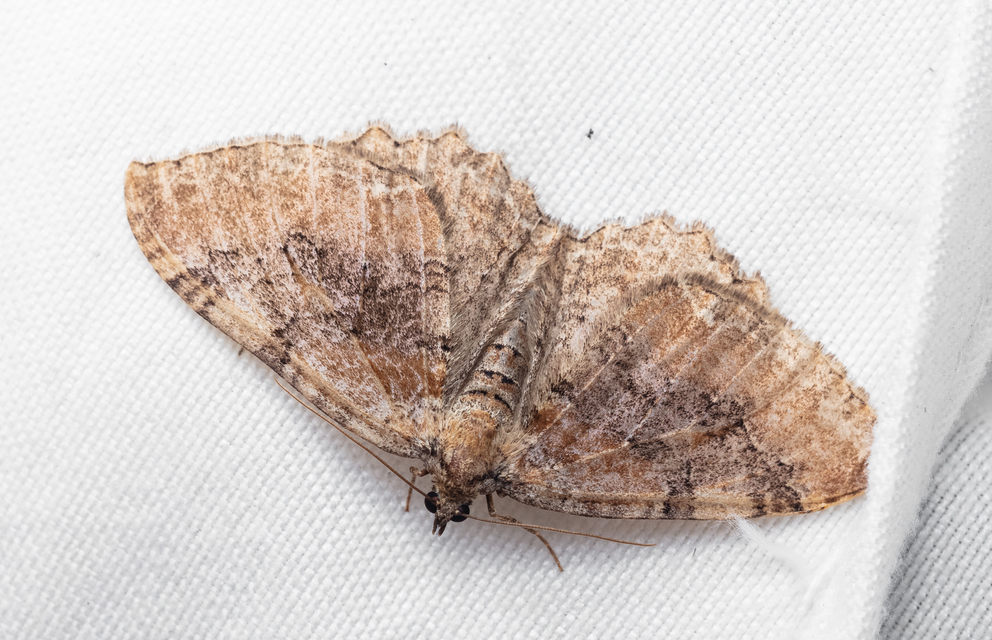 Hydria cervinalis - őzbarna araszoló