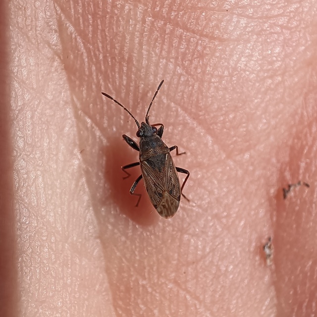 Peritrechus gracilicornis - vékonycsápú feketésbodobács