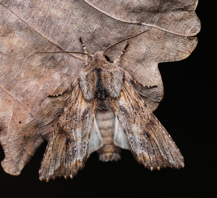Egira conspicillaris - változékony szürkebagoly
