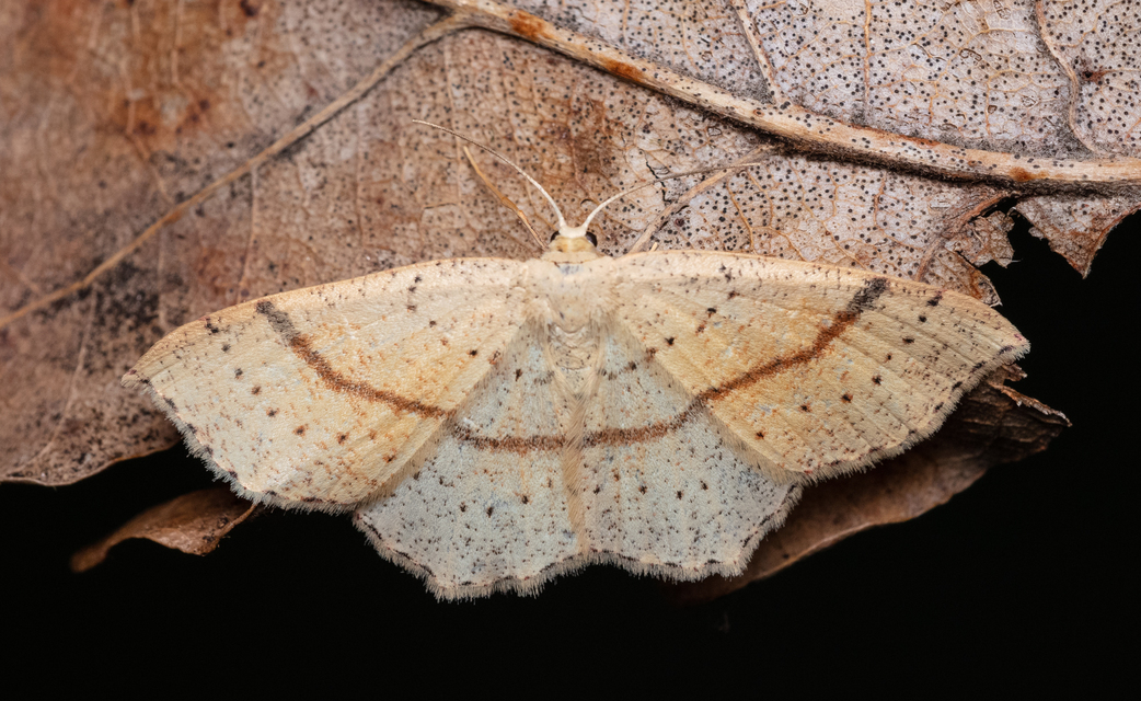 Cyclophora punctaria - sávos pettyesaraszoló