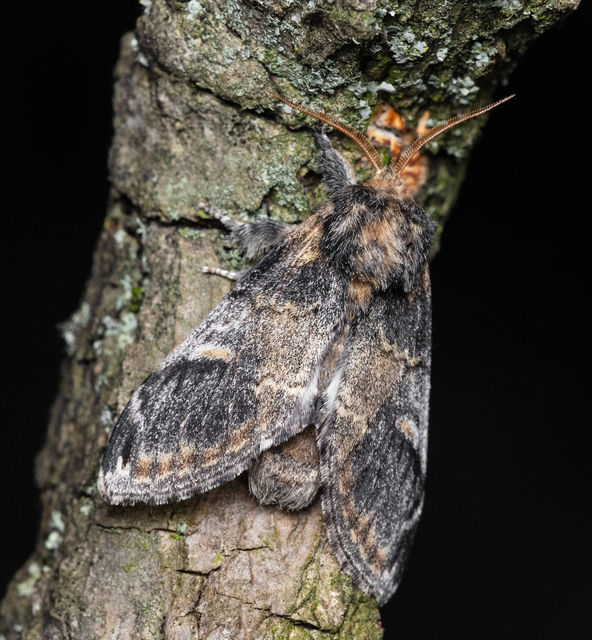 Notodonta tritophus - tarajos púposszövő