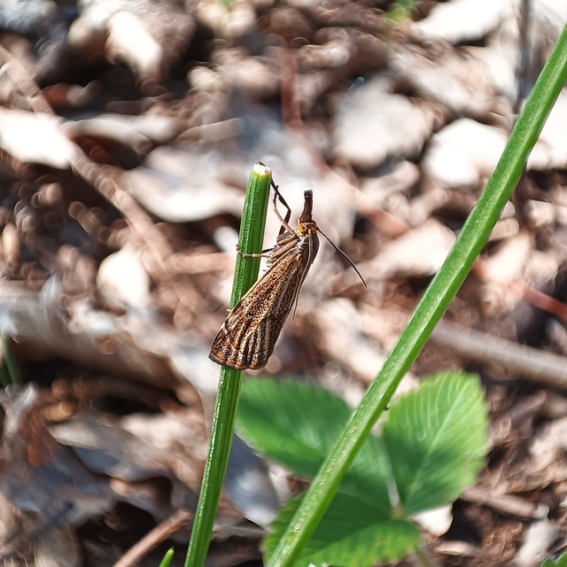 Thisanotia chrysonuchella - tavaszi fűgyökérmoly