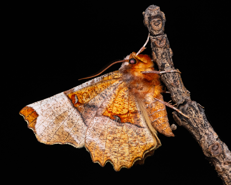 Selenia lunularia - egyfoltos holdasaraszoló