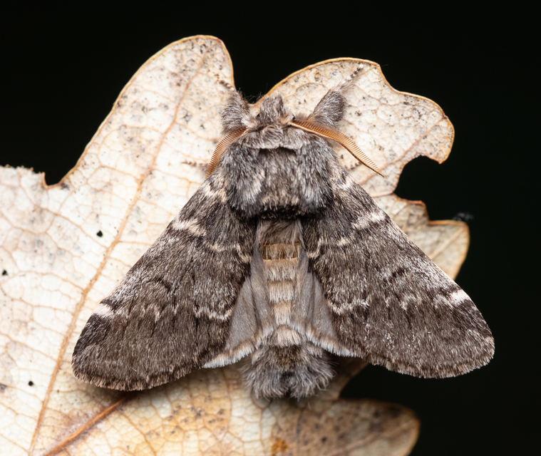 Drymonia ruficornis - cserfa-púposszövő