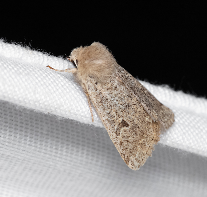 Orthosia cruda - kis barkabagoly