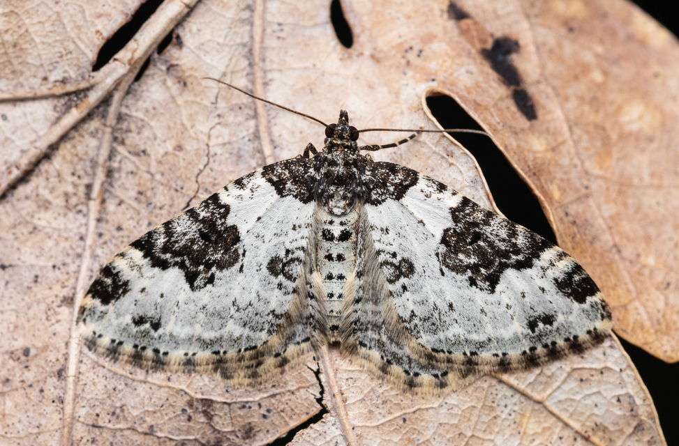 Xanthorhoe fluctuata - közönséges tarkaaraszoló
