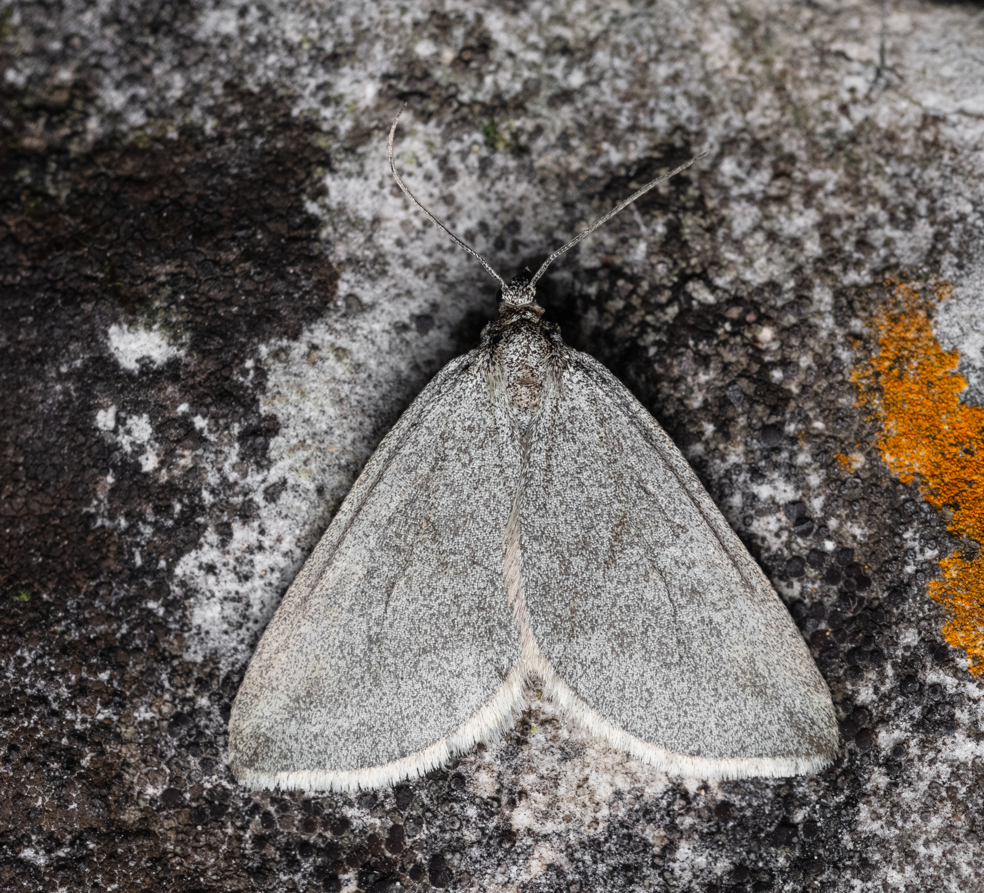 Lithostege griseata - szürke araszoló
