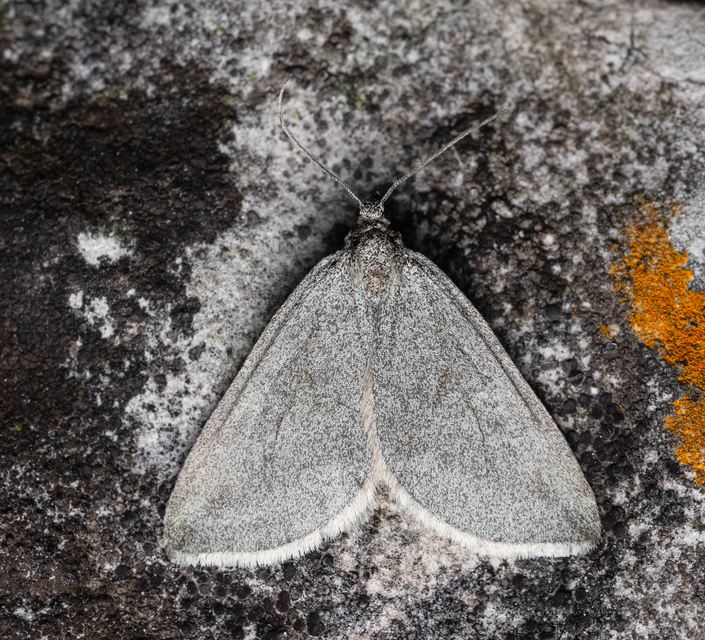 Lithostege griseata - szürke araszoló
