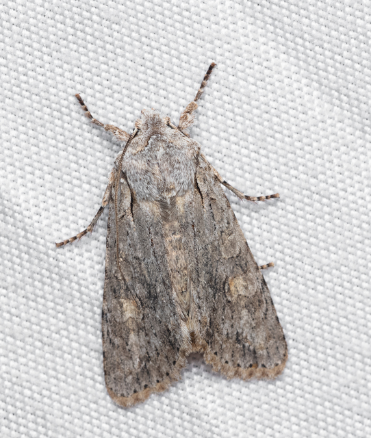 Lithophane ornitopus - közönséges fabagoly