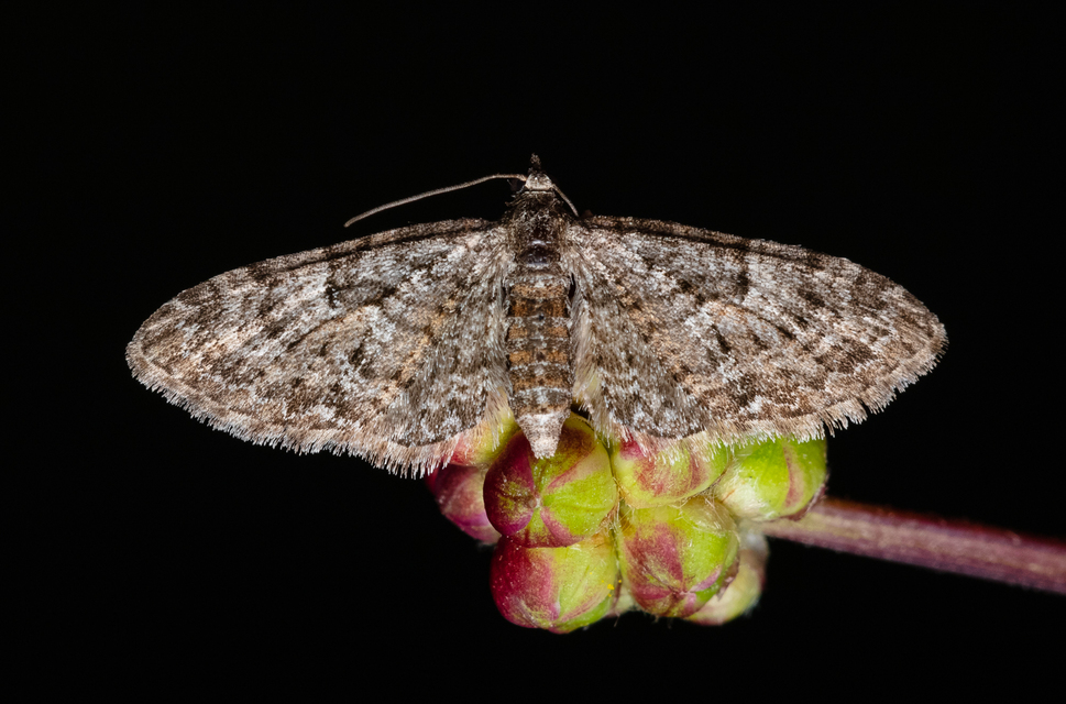 Eupithecia dodoneata - tölgy-törpearaszoló