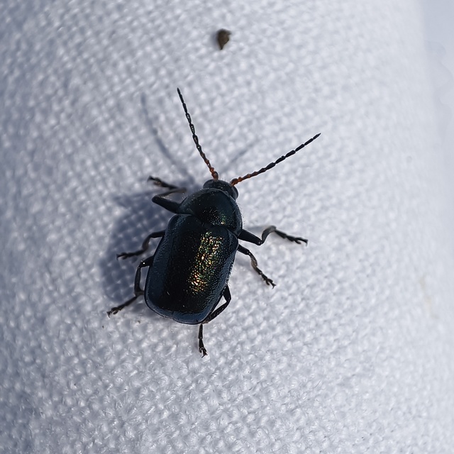 Cryptocephalus schaefferi - lapátlábú zömökbogár