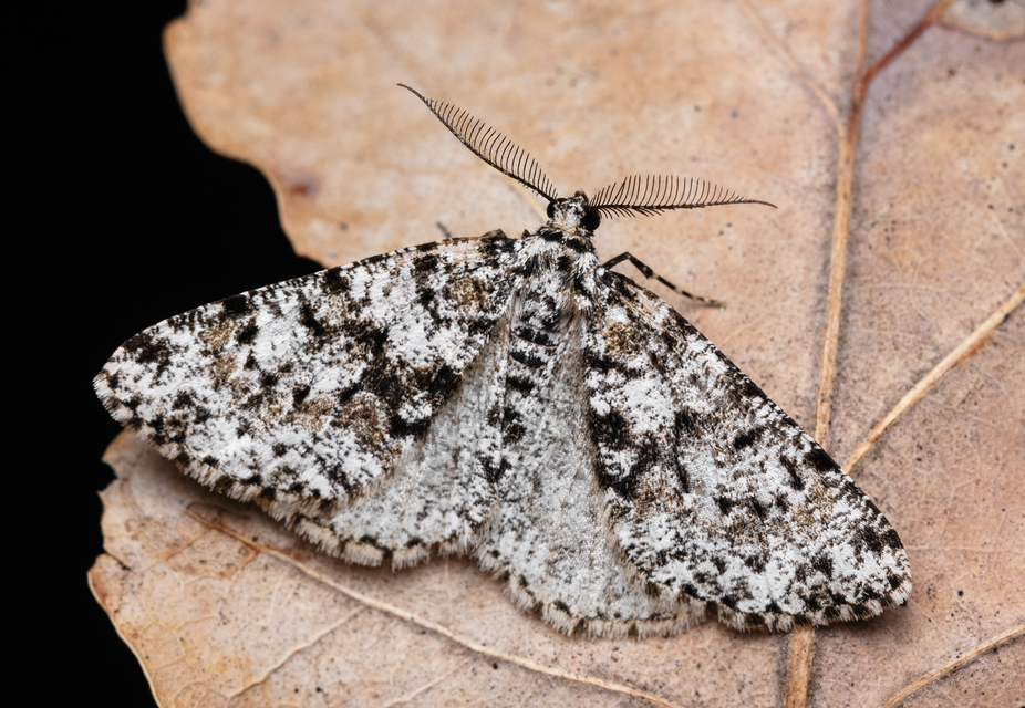 Fagivorina arenaria - bükkfaaraszoló