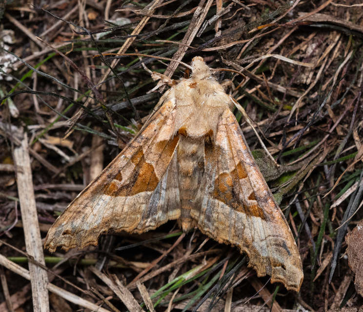 Phlogophora meticulosa - vándorló csipkésbagoly