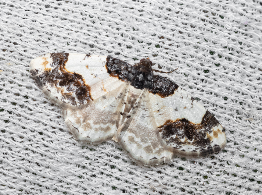 Ligdia adustata - barna levélaraszoló