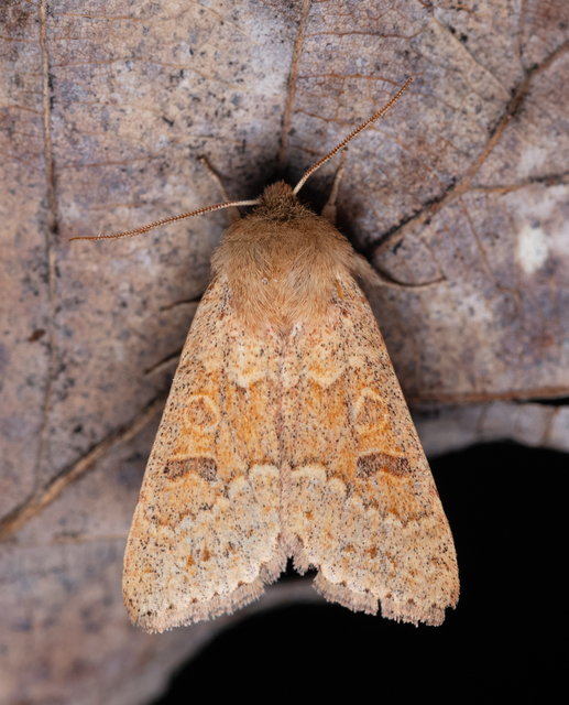 Orthosia miniosa - sárgás barkabagoly