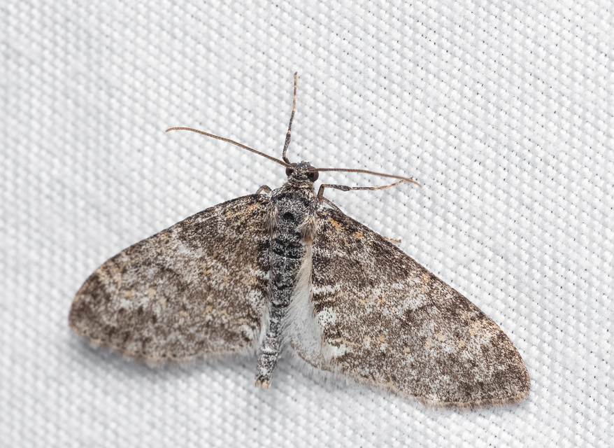 Lobophora halterata - szárnyfüggelékes araszoló
