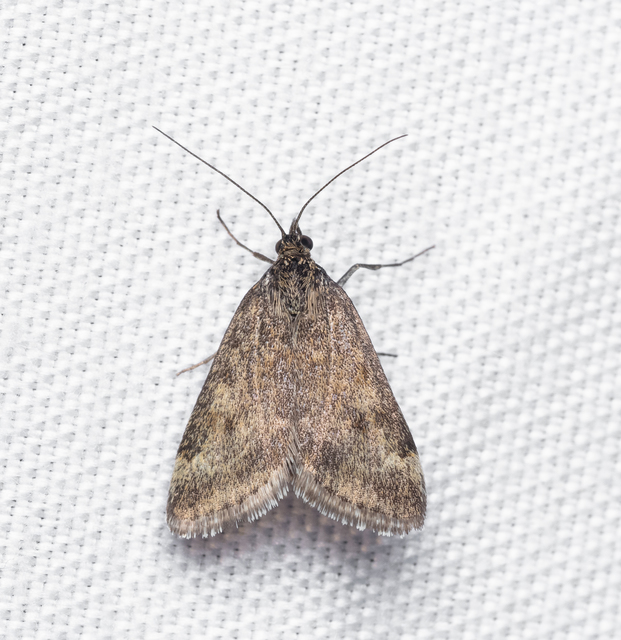 Pyrausta despicata - réti bíbormoly