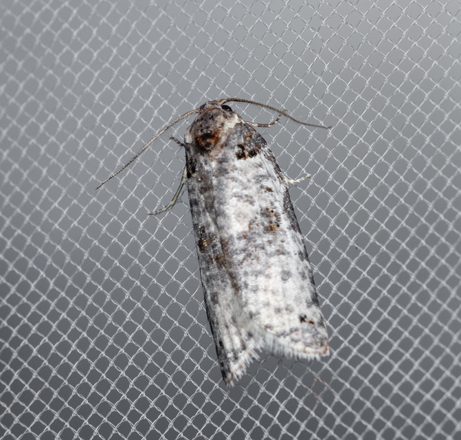 Pseudeulia asinana - korai sodrómoly