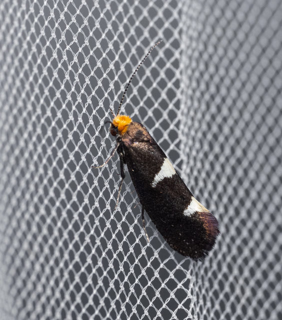 Incurvaria