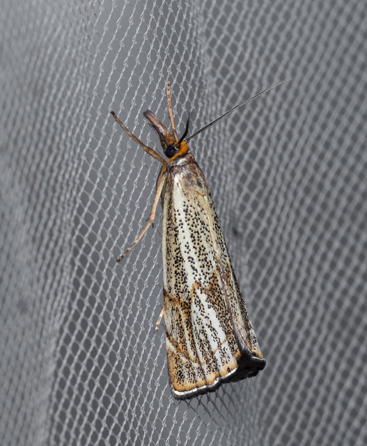 Thisanotia chrysonuchella - tavaszi fűgyökérmoly