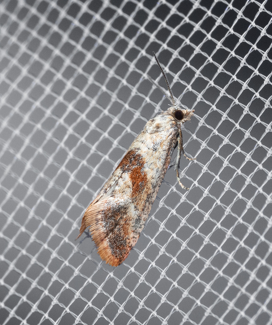 Tortricidae - sodrómolyfélék