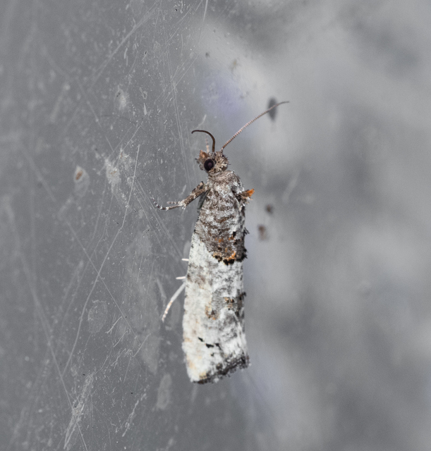 Phaneta pauperana - gyepűrózsa-tükrösmoly