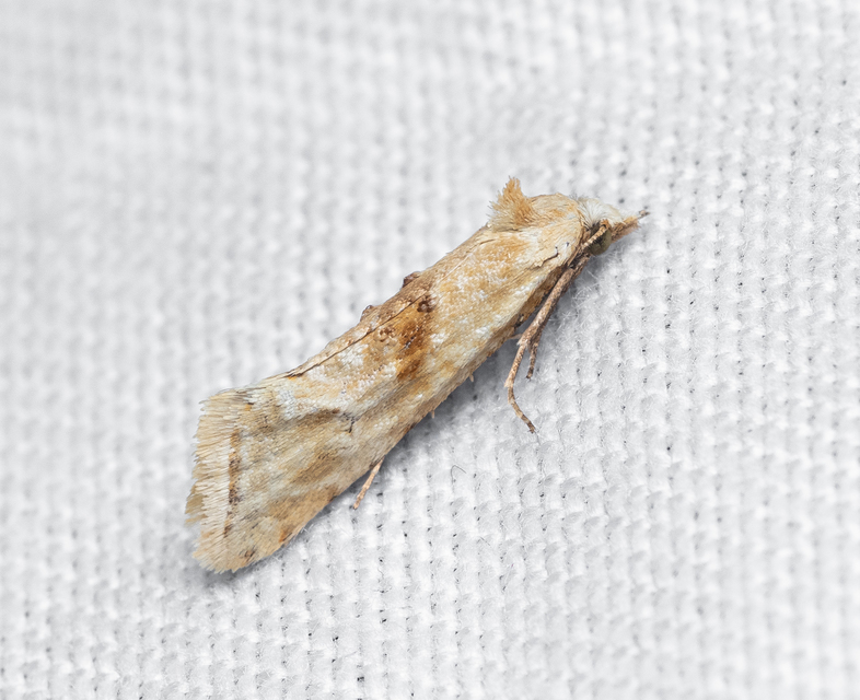 Tortricidae - sodrómolyfélék