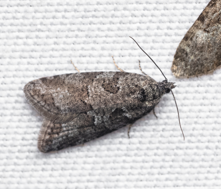 Tortricidae - sodrómolyfélék