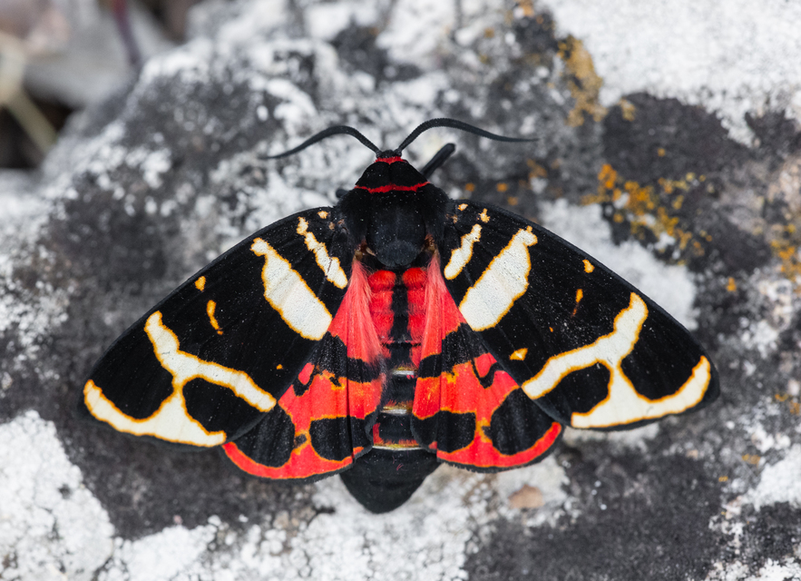 Arctia festiva - díszes medvelepke