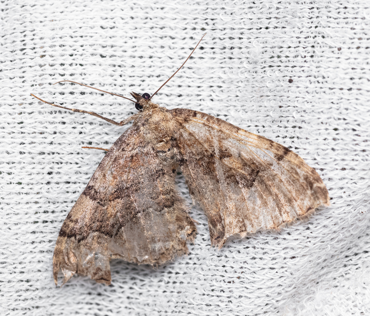 Hydria cervinalis - őzbarna araszoló