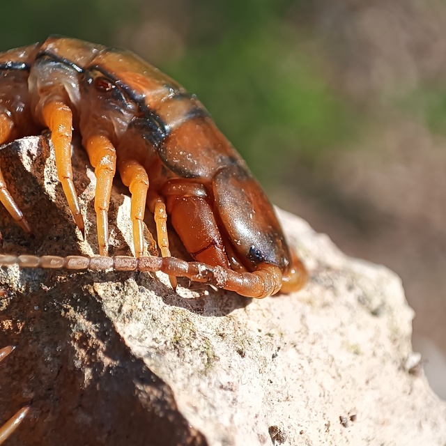 Scolopendra cingulata - öves szkolopendra
