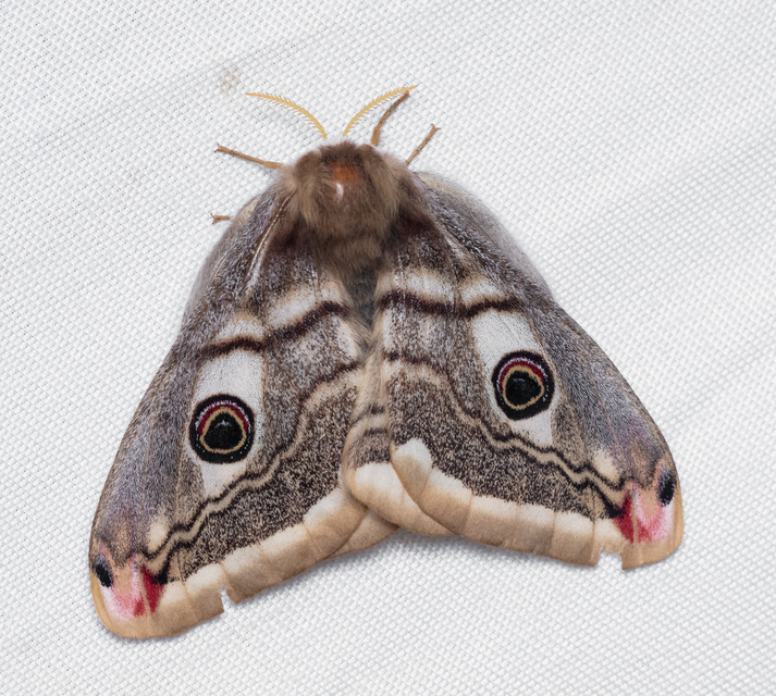 Saturnia pavoniella/pavonia