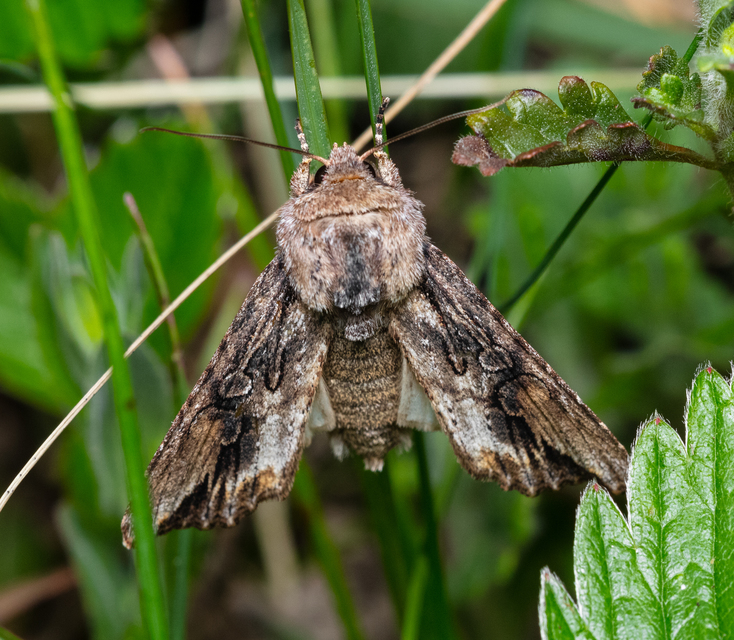 Egira conspicillaris - változékony szürkebagoly